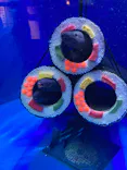 仙台うみの杜水族館に投稿された画像（2023/1/24）
