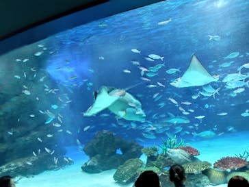 サンシャイン水族館に投稿された画像（2023/1/24）