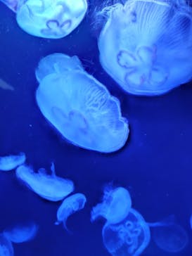 サンシャイン水族館に投稿された画像（2023/1/24）