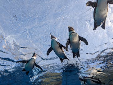 サンシャイン水族館に投稿された画像（2023/1/25）