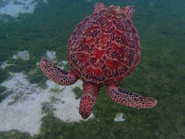 宮古島 ADVENTURE PiPi（ミヤコジマ アドベンチャー ピピ）に投稿された画像（2023/1/25）