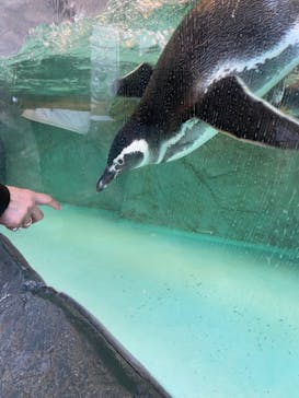 しながわ水族館に投稿された画像（2023/1/25）