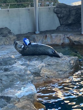 しながわ水族館に投稿された画像（2023/1/25）