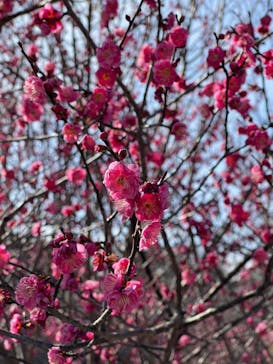 小田原城に投稿された画像（2023/1/25）