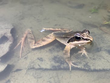 奄美ナイトツアーサービスに投稿された画像（2023/1/26）