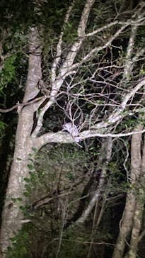 奄美ナイトツアーサービスに投稿された画像（2023/1/26）