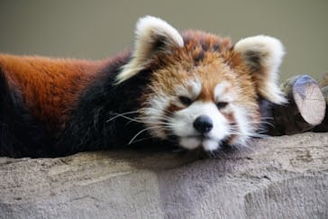 那須どうぶつ王国に投稿された画像（2023/1/27）