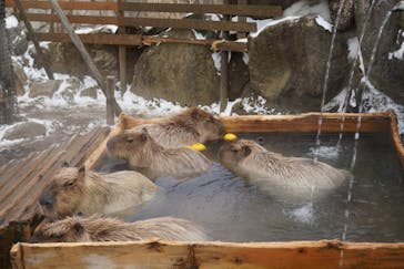 那須どうぶつ王国に投稿された画像（2023/1/27）