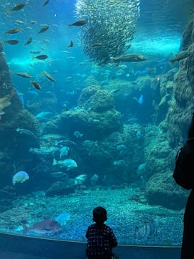 新江ノ島水族館に投稿された画像（2023/1/27）