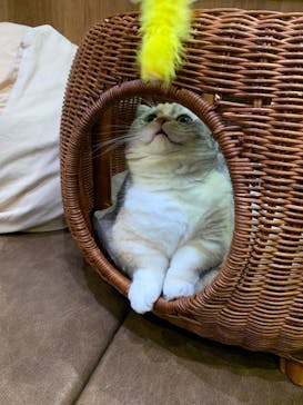 猫カフェモカ　池袋東口店に投稿された画像（2023/1/27）