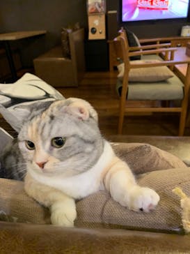 猫カフェモカ　池袋東口店に投稿された画像（2023/1/27）