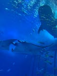 沖縄美ら海水族館に投稿された画像（2023/1/27）