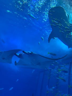 沖縄美ら海水族館に投稿された画像（2023/1/27）
