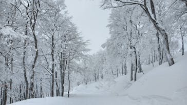 スキージャム勝山に投稿された画像（2023/1/27）