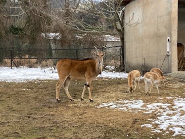 秋吉台自然動物公園 サファリランドに投稿された画像（2023/1/27）