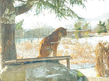 秋吉台自然動物公園 サファリランドに投稿された画像（2023/1/27）