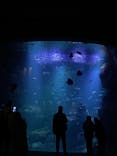 京都水族館に投稿された画像（2023/1/28）