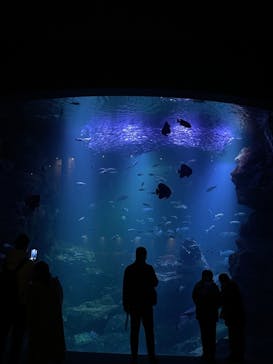 京都水族館に投稿された画像（2023/1/28）