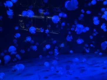 京都水族館に投稿された画像（2023/1/28）