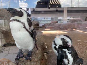 京都水族館に投稿された画像（2023/1/28）