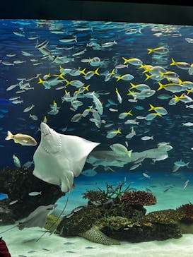 サンシャイン水族館に投稿された画像（2023/1/28）