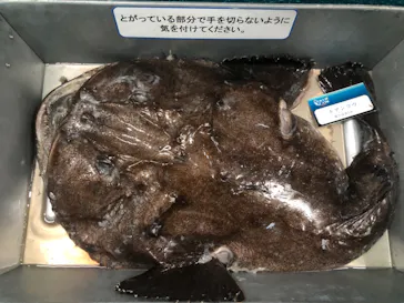 横浜・八景島シーパラダイスに投稿された画像（2023/1/28）