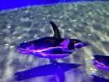 すみだ水族館に投稿された画像（2023/1/28）