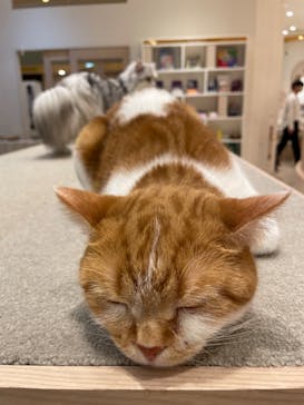 猫カフェモカ　イオンモール幕張新都心店に投稿された画像（2023/1/28）