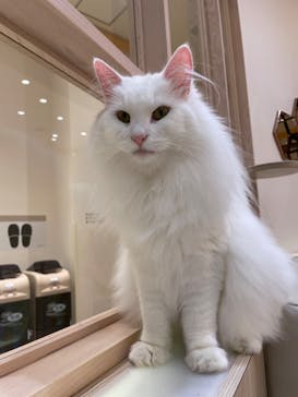 猫カフェモカ　イオンモール幕張新都心店に投稿された画像（2023/1/28）