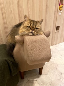 猫カフェモカ　イオンモール幕張新都心店に投稿された画像（2023/1/28）