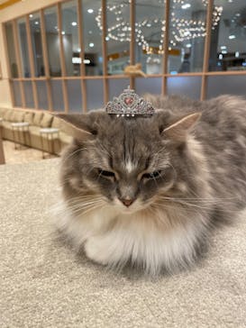 猫カフェモカ　イオンモール幕張新都心店に投稿された画像（2023/1/28）