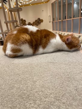 猫カフェモカ　イオンモール幕張新都心店に投稿された画像（2023/1/28）