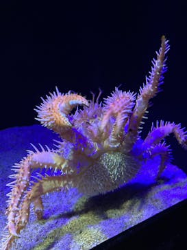 サンシャイン水族館に投稿された画像（2023/1/28）