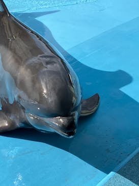 南知多ビーチランド＆南知多おもちゃ王国に投稿された画像（2023/1/28）