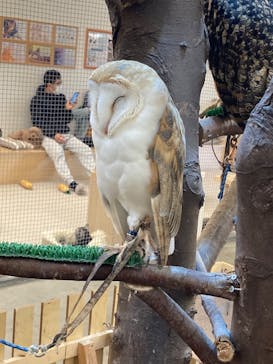 Moff アニマル カフェ イーアス 高尾店に投稿された画像（2023/1/28）