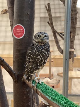 Moff アニマル カフェ イーアス 高尾店に投稿された画像（2023/1/28）