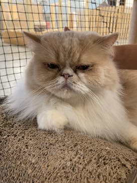 Moff アニマル カフェ イーアス 高尾店に投稿された画像（2023/1/28）