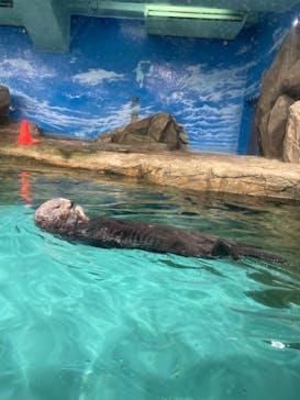 マリンワールド海の中道に投稿された画像（2023/1/28）