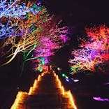 今帰仁城跡に投稿された画像（2023/1/28）