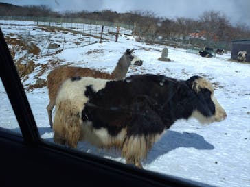 東北サファリパークに投稿された画像（2023/1/28）