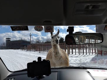 東北サファリパークに投稿された画像（2023/1/28）