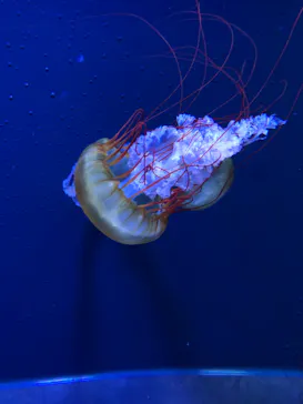すみだ水族館に投稿された画像（2023/1/28）