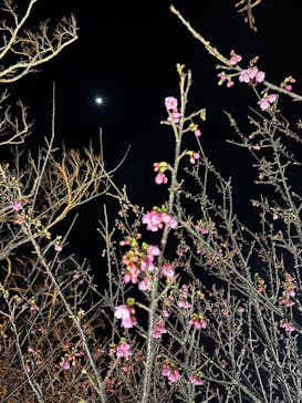 今帰仁城跡に投稿された画像（2023/1/28）