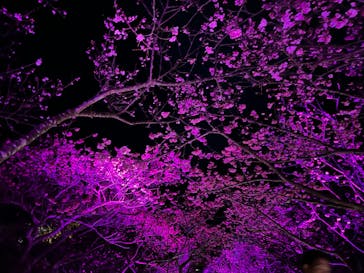 今帰仁城跡に投稿された画像（2023/1/28）