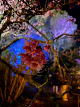 今帰仁城跡に投稿された画像（2023/1/28）