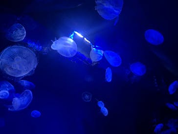 サンシャイン水族館に投稿された画像（2023/1/28）