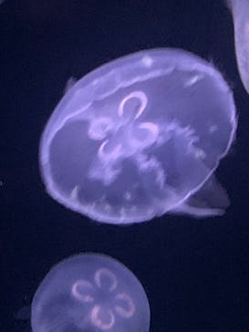 サンシャイン水族館に投稿された画像（2023/1/28）