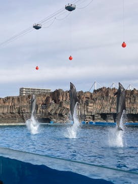 名古屋港水族館に投稿された画像（2023/1/28）