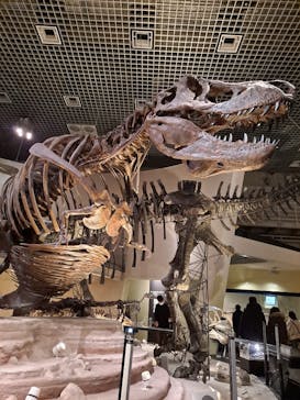 国立科学博物館に投稿された画像（2023/1/28）