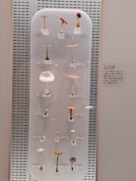 国立科学博物館に投稿された画像（2023/1/28）